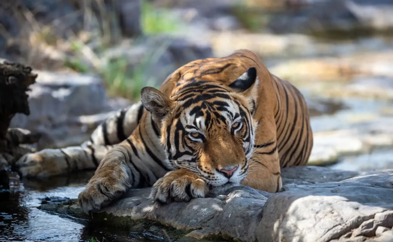 A Journey Through Heritage & Wildlife