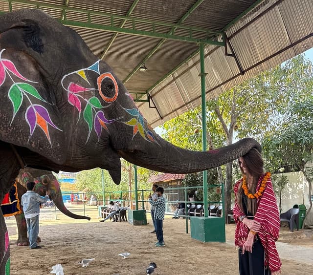 elephant