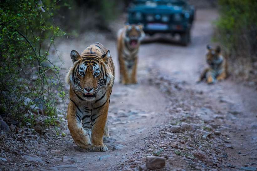 Ranthambore – Where Wildlife Roams Free
