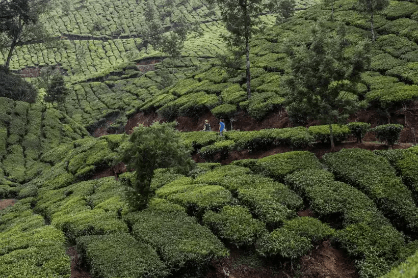 Munnar – South India’s Alpine Haven