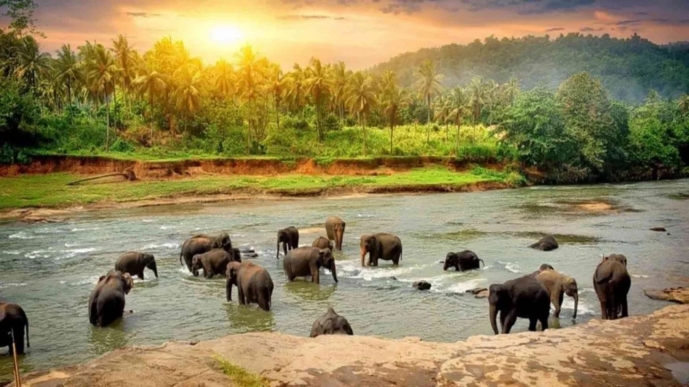Thekkady – Where Nature Rules