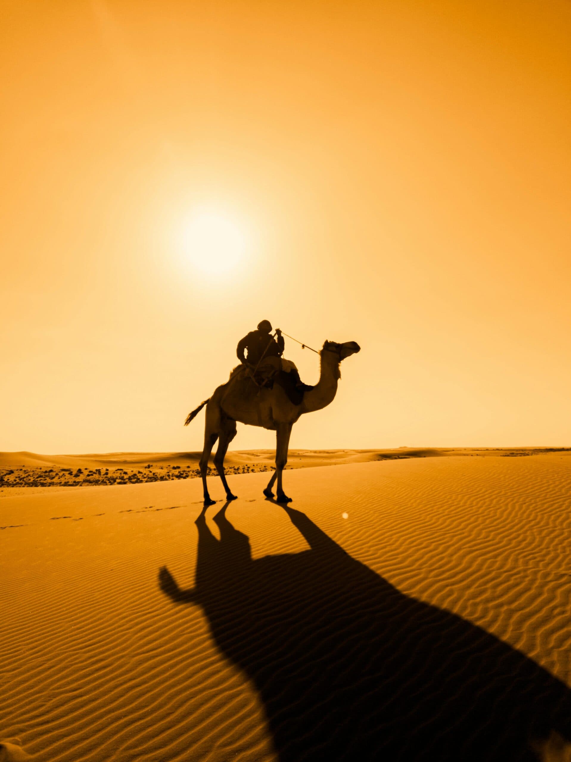 Camel Riding & Bonfire at the desert