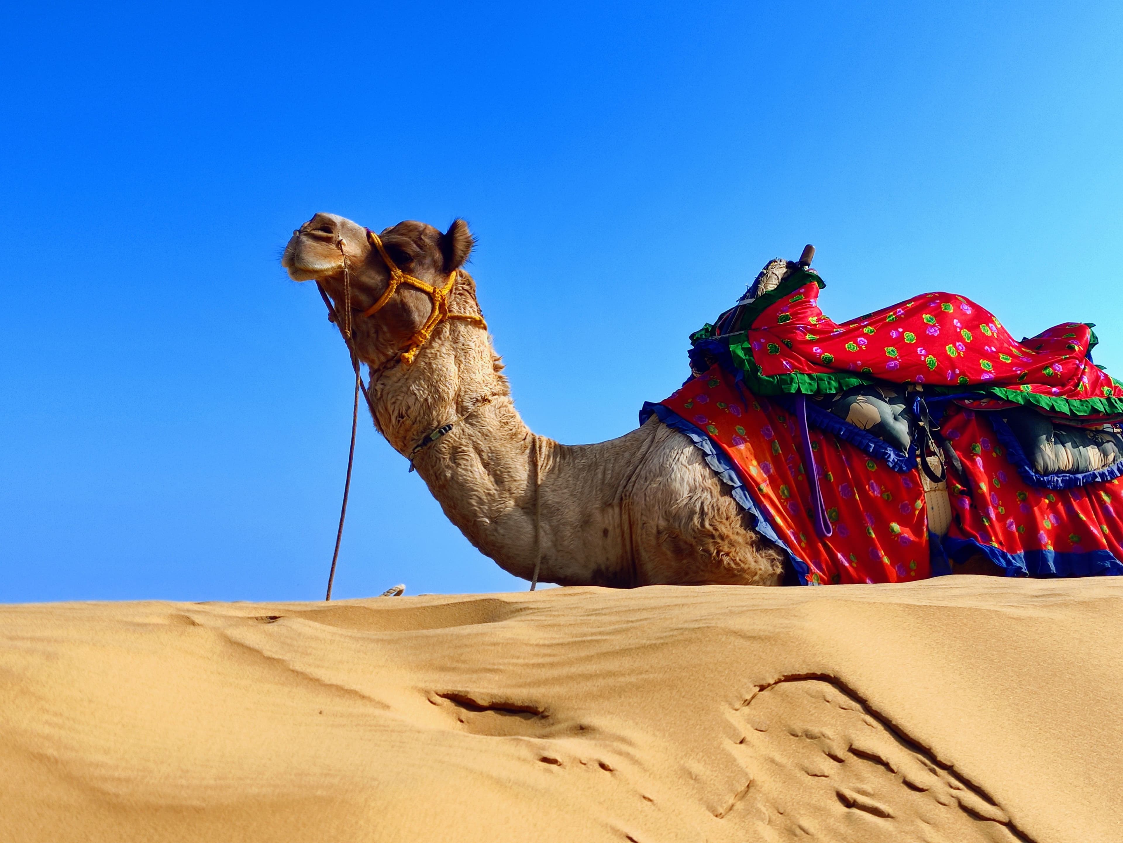 Camel safari at sunset over the Sam Sand Dunes