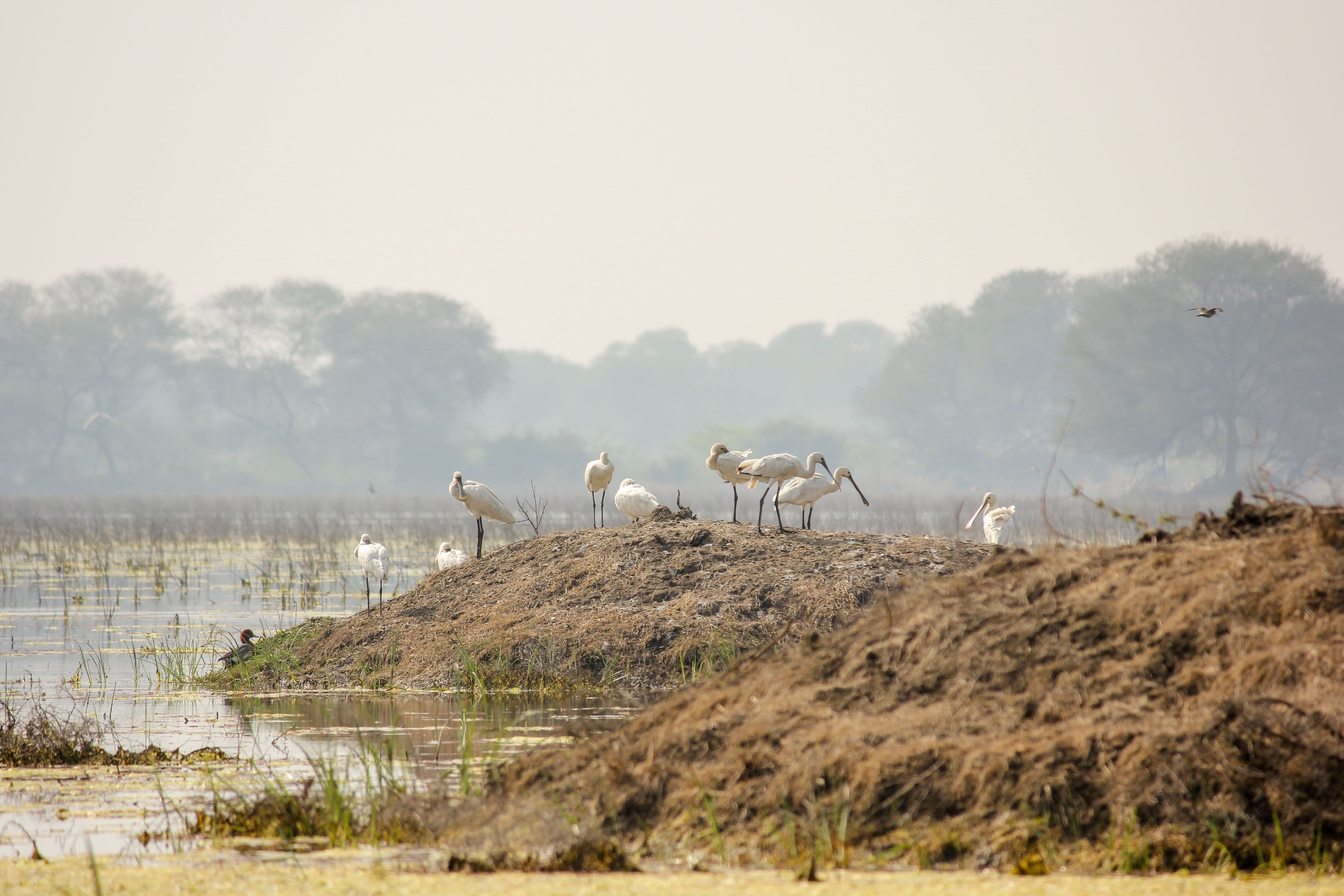 Bharatpur Bird Sanctuary - Keoladeo National Park (30 km)