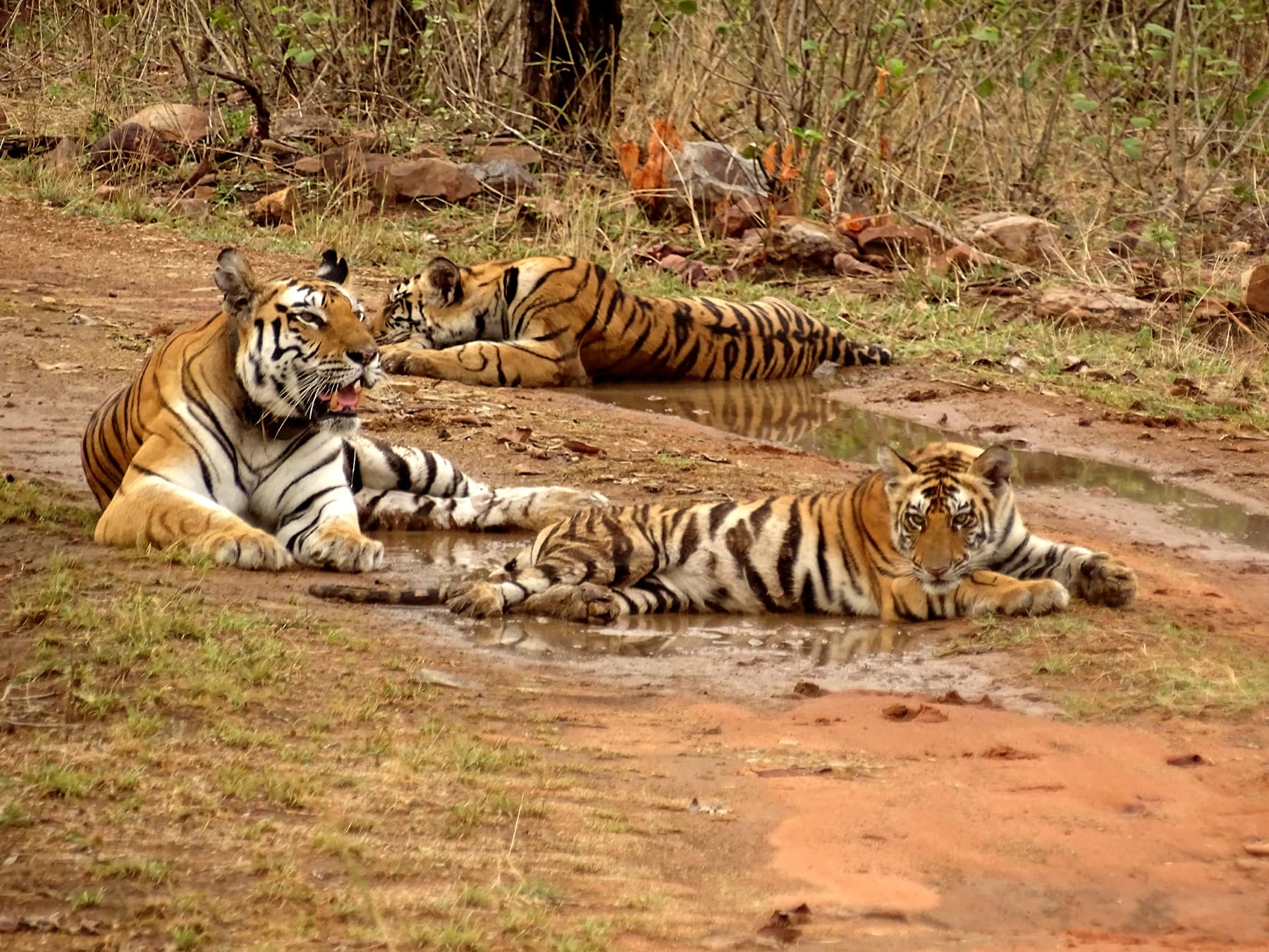 Panna National Park (30 km)