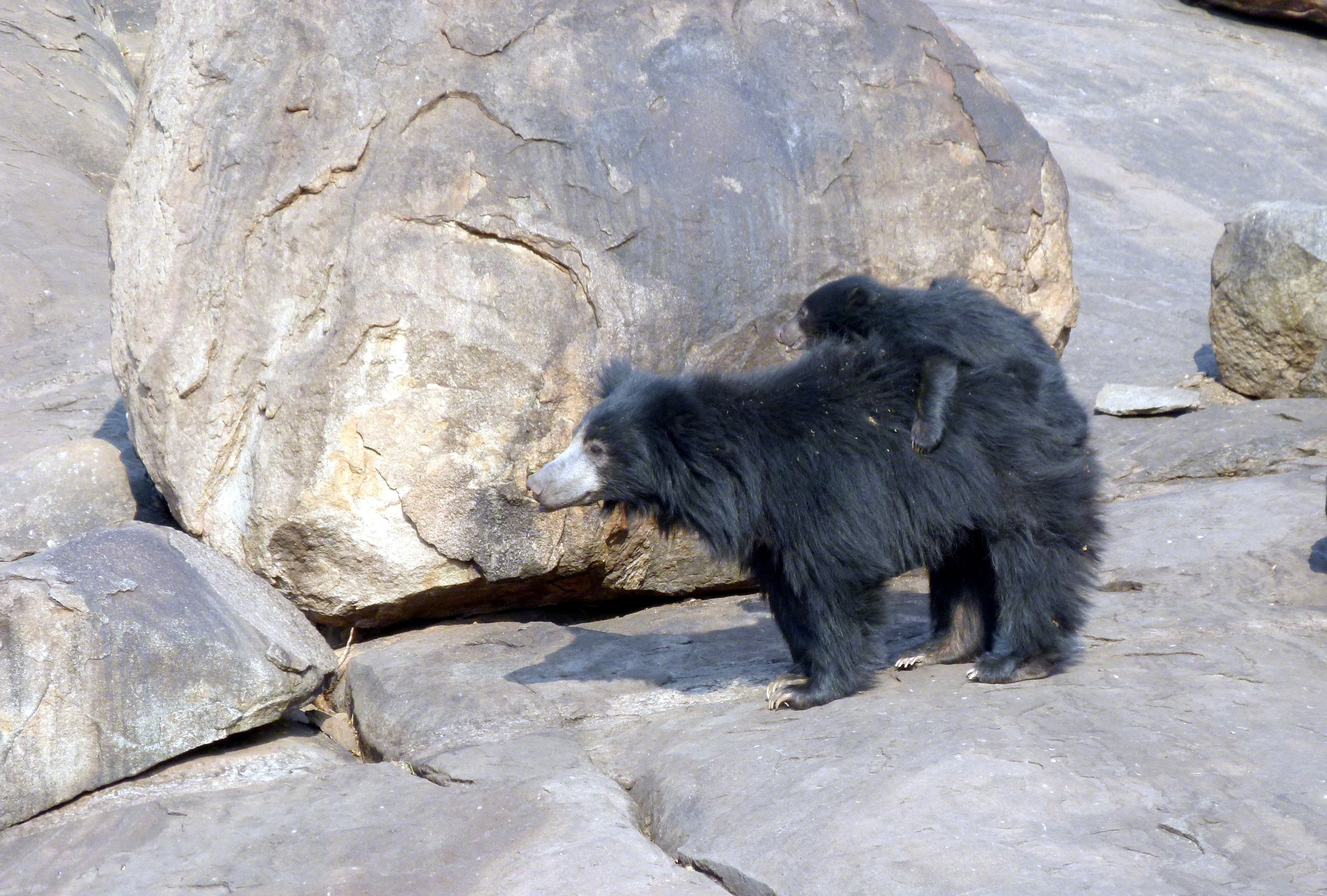 Daroji Sloth Bear Sanctuary (15 km)
