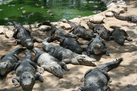 Madras Crocodile Bank Trust