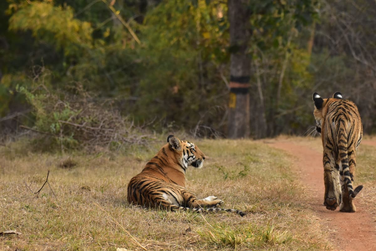 India Wildlife Safari Guide: Best National Parks & Tiger Safaris