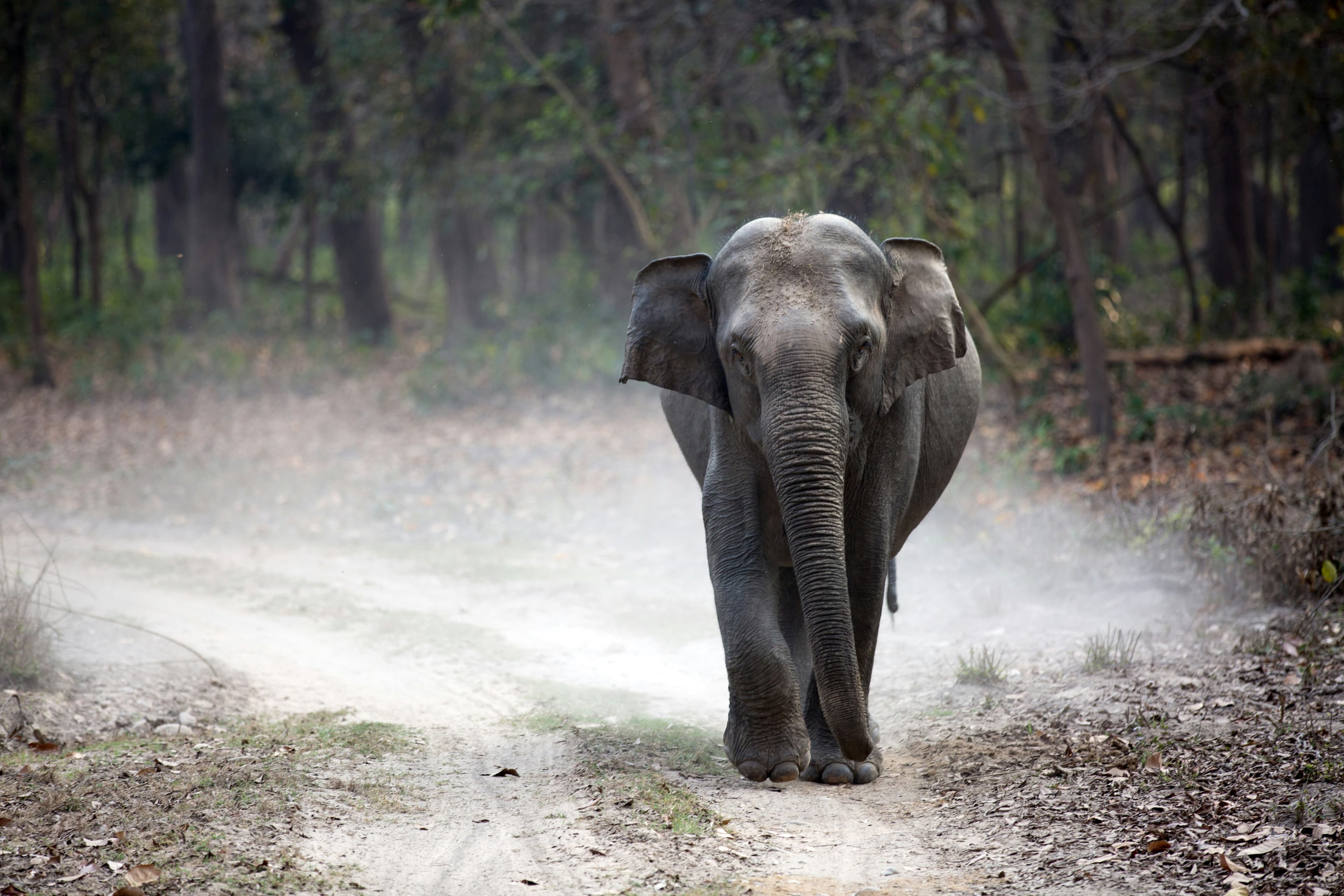 Royal Bengal Tiger walking through the forest during a wildlife safari in India