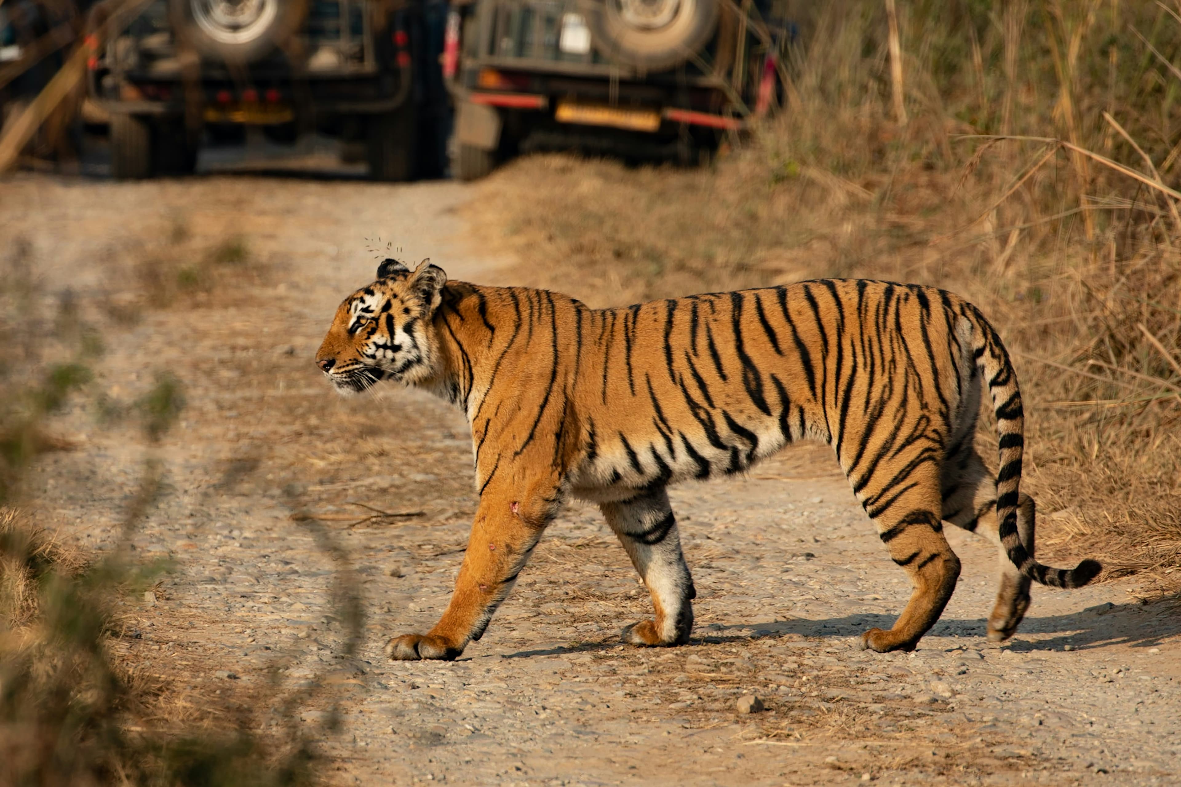 Royal Bengal Tiger in Ranthambore National Park during a wildlife safari in India