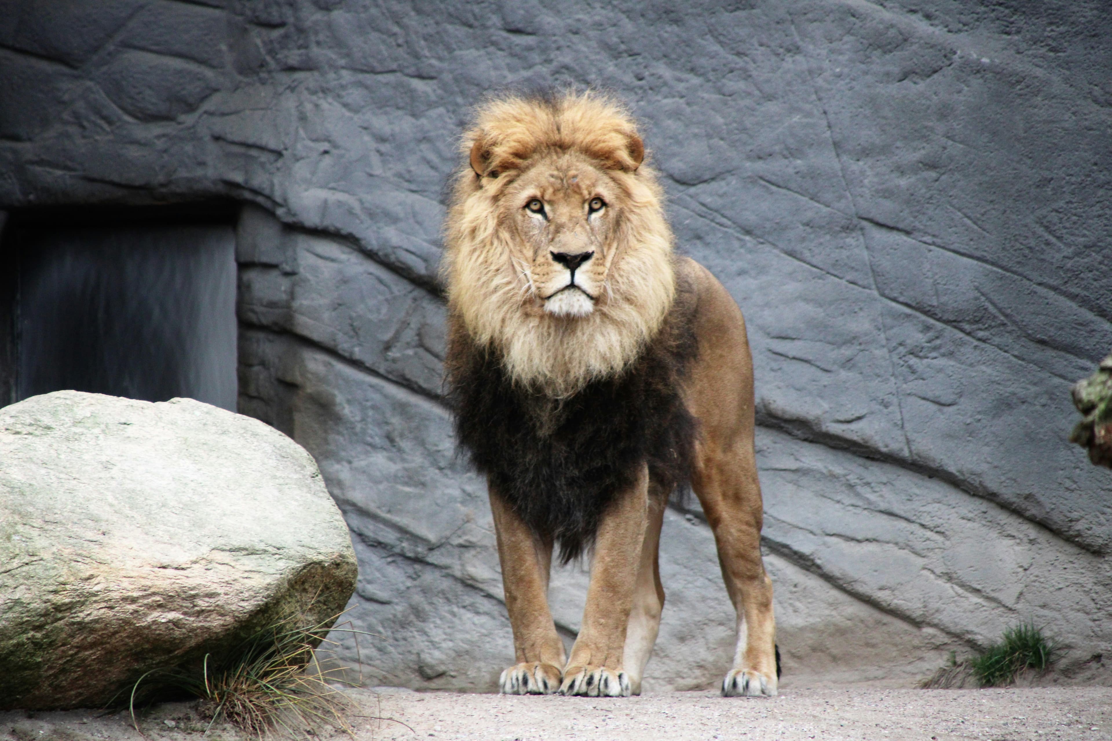 Asiatic Lion