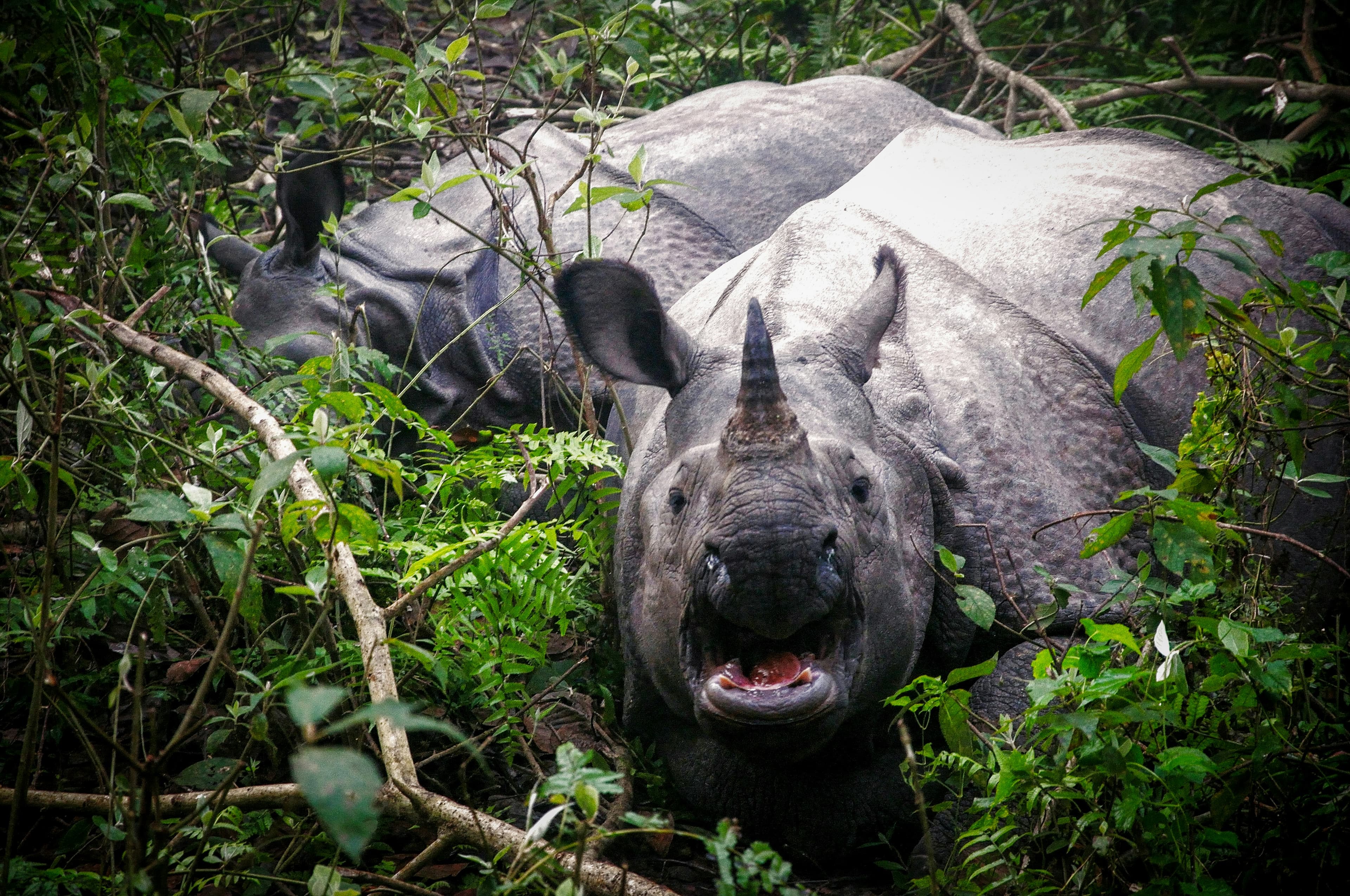 Indian One-Horned Rhinoceros