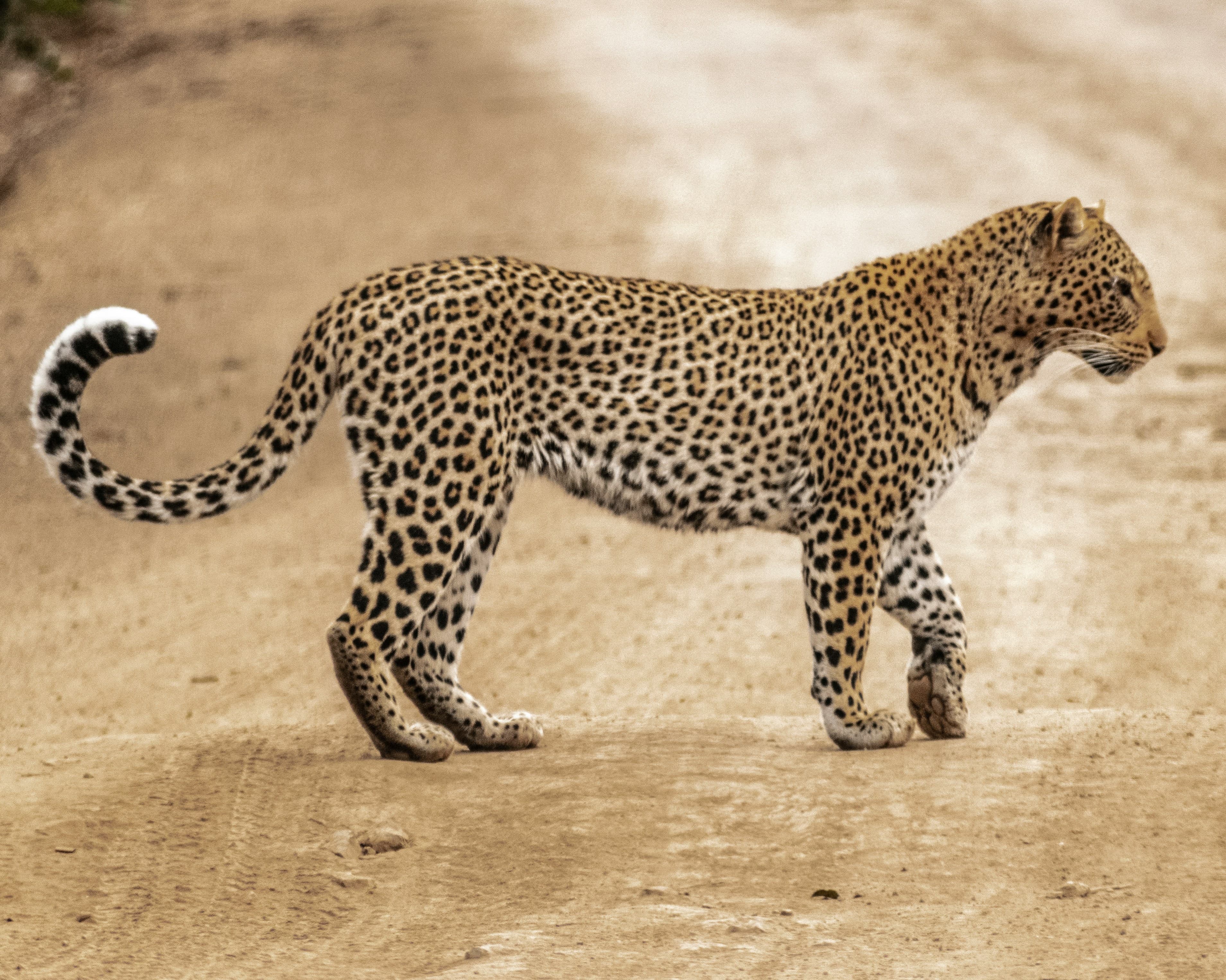 Indian Leopard