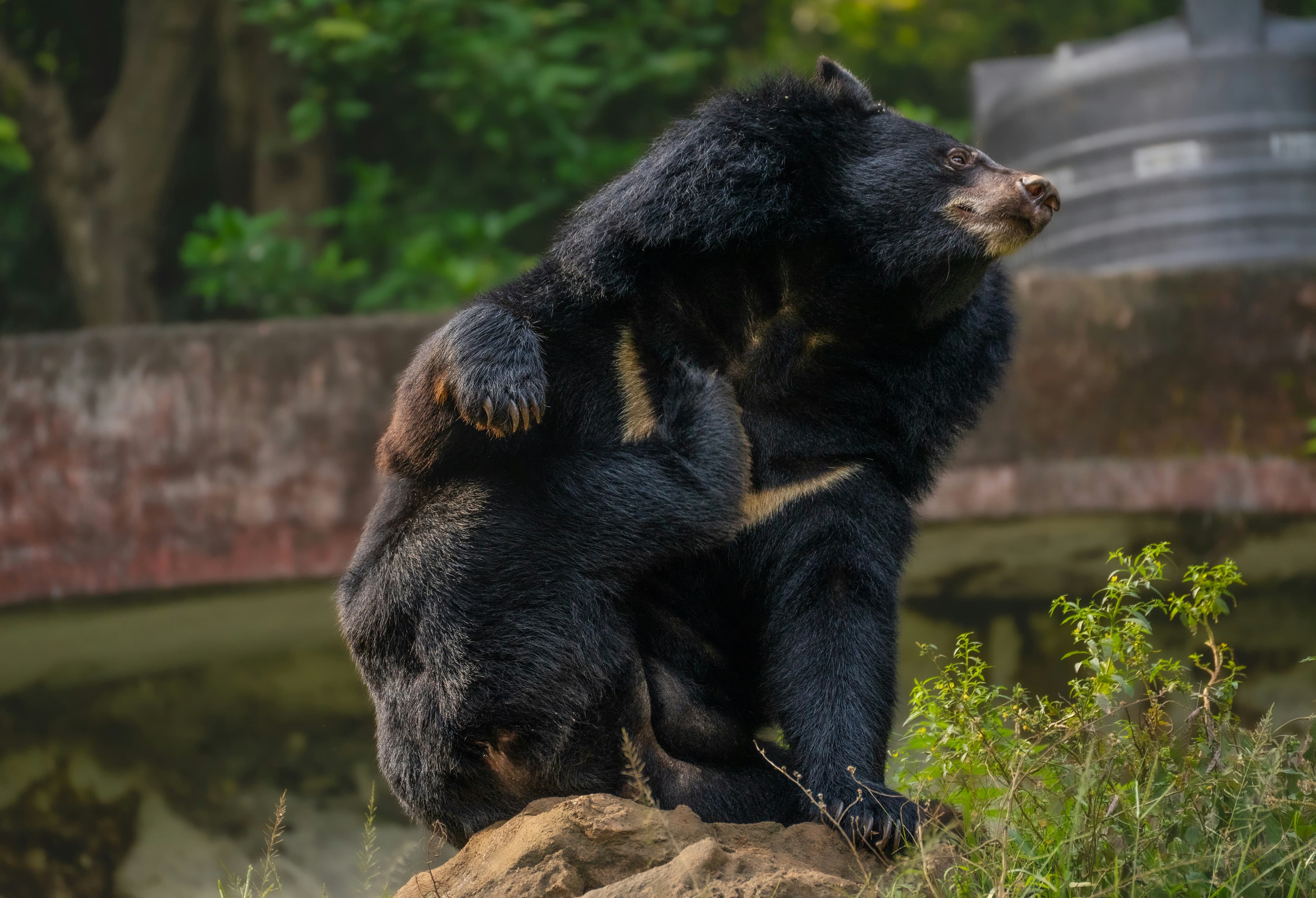 Sloth Bear