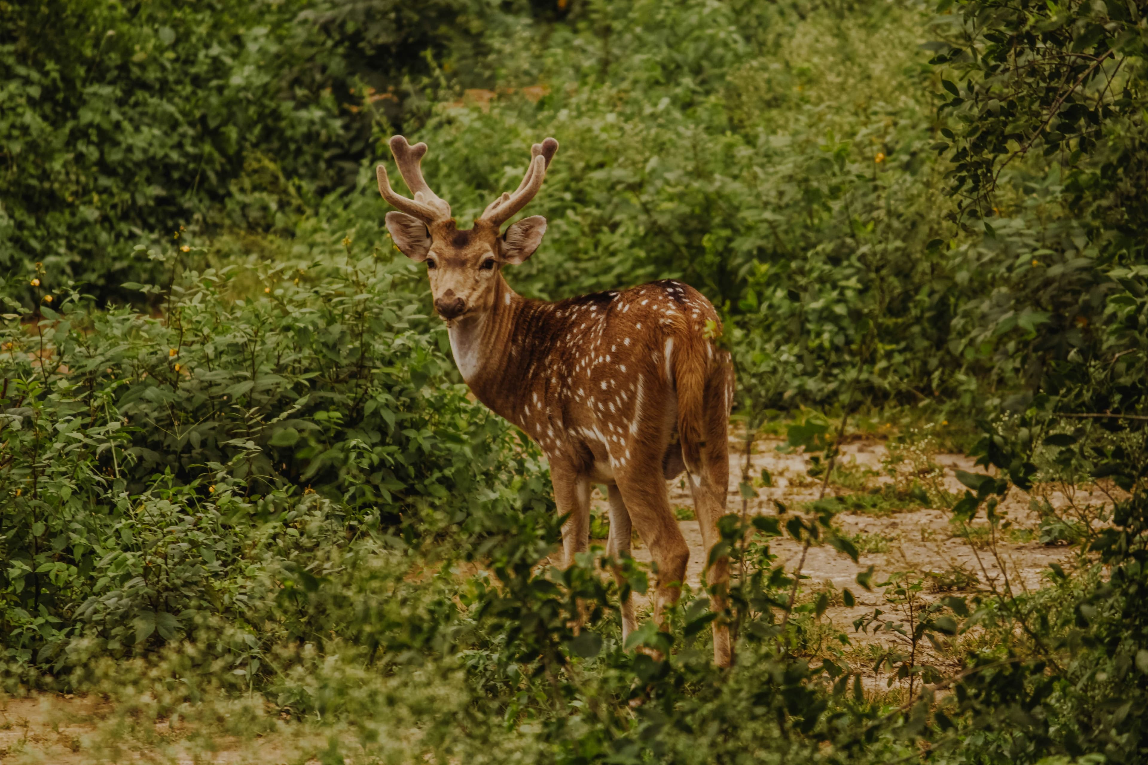 Barasingha & Deer Species