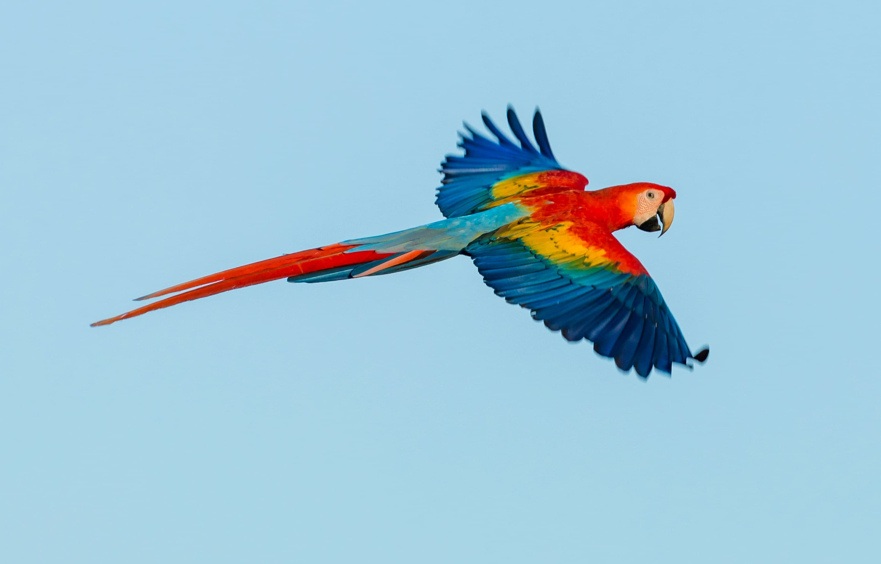 Exotic Birds & Reptiles