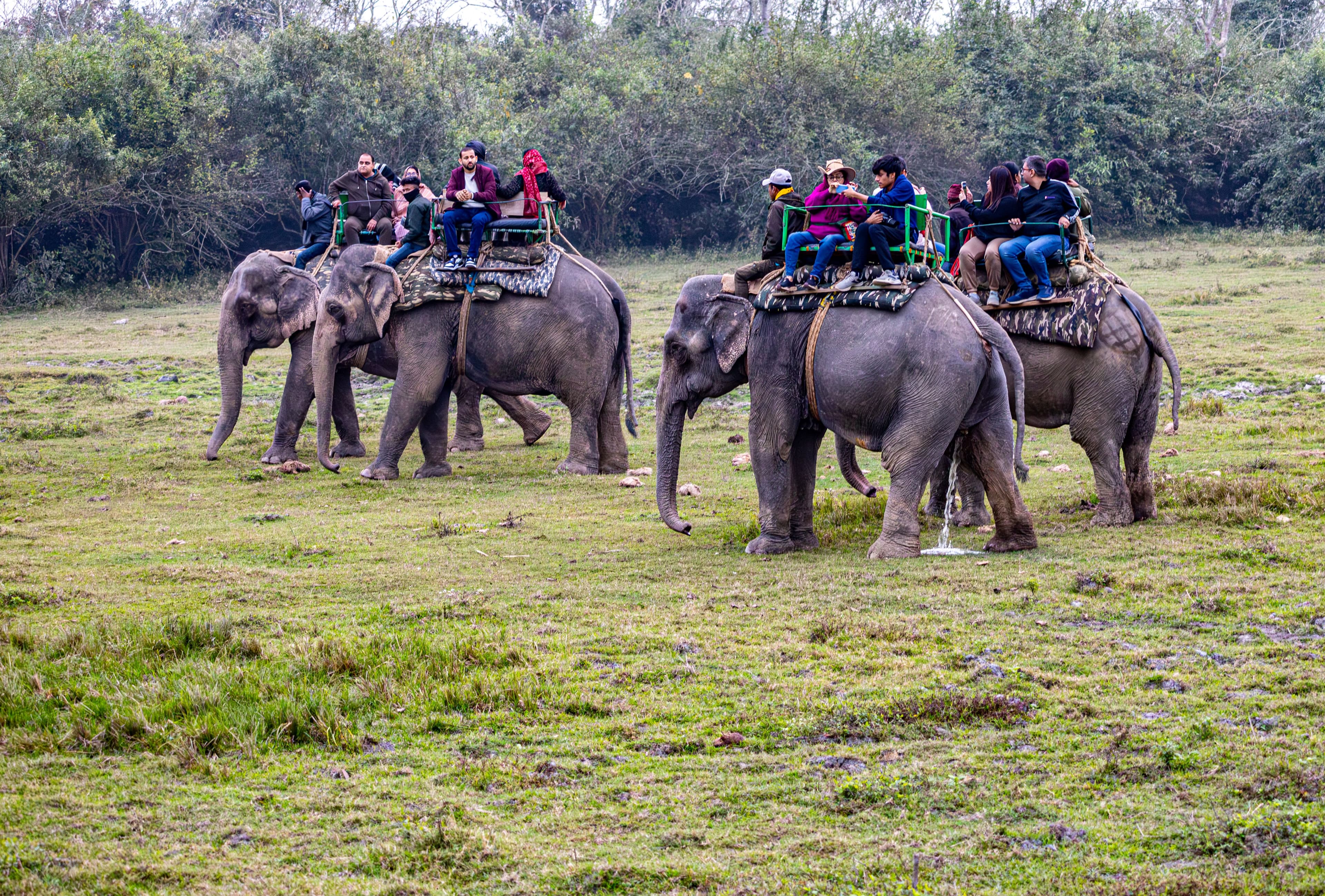 Elephant Safari in India