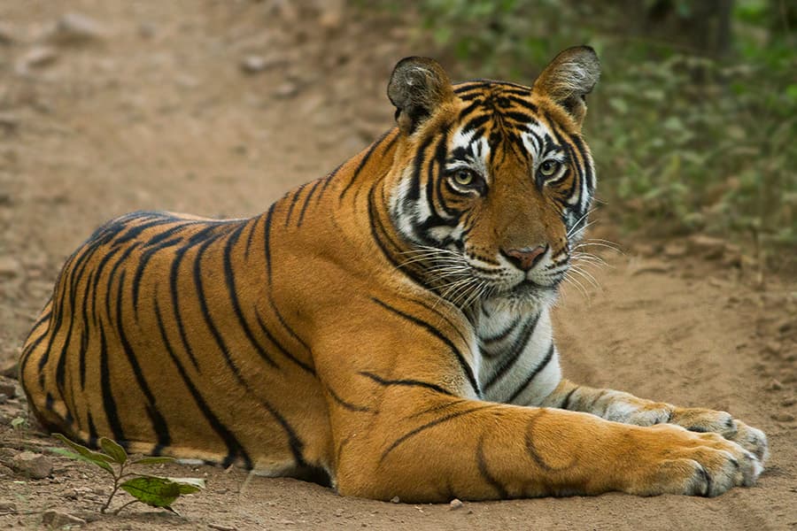 Ranthambore National Park (Rajasthan)