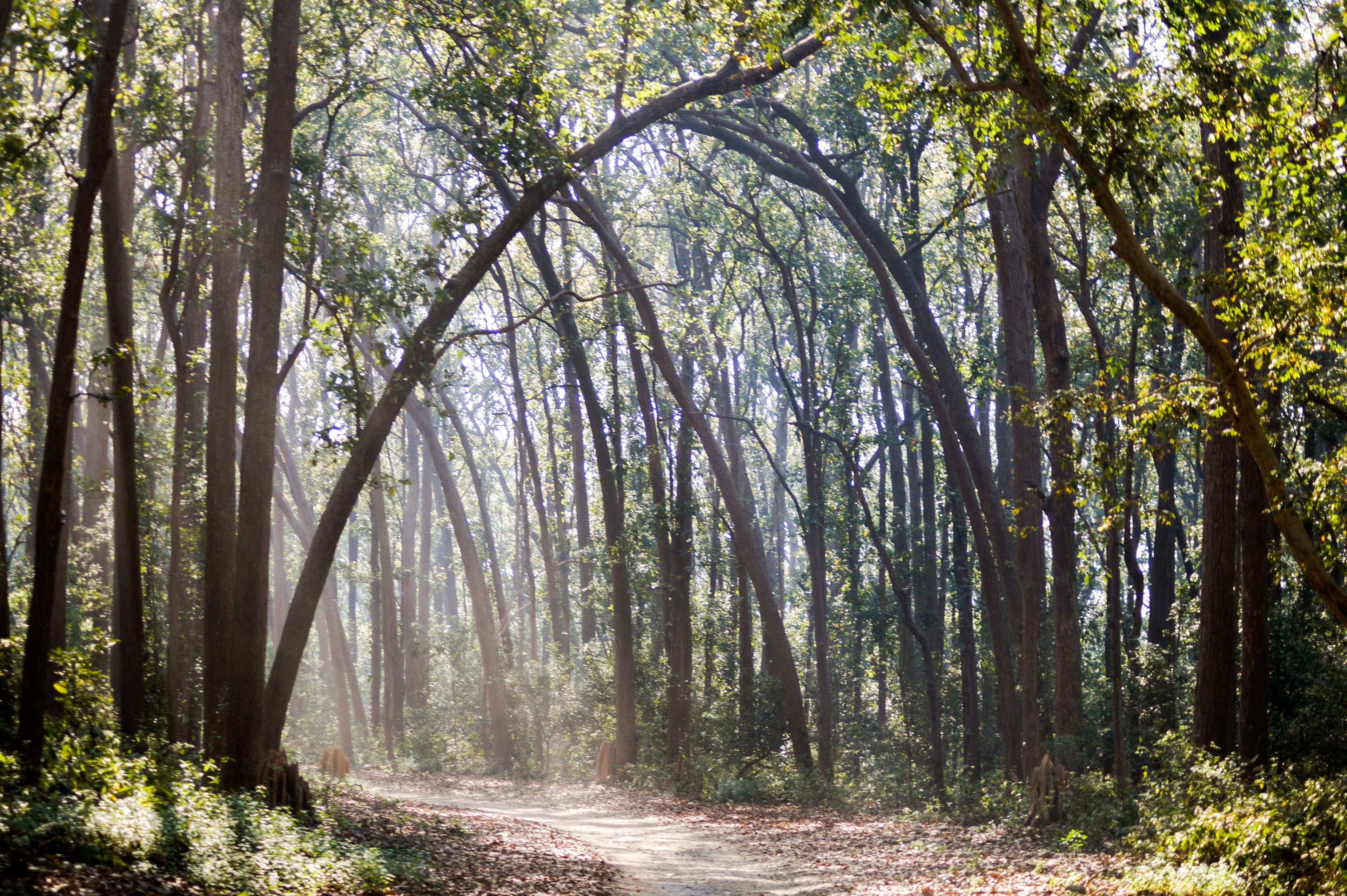 Jim Corbett National Park (Uttarakhand)