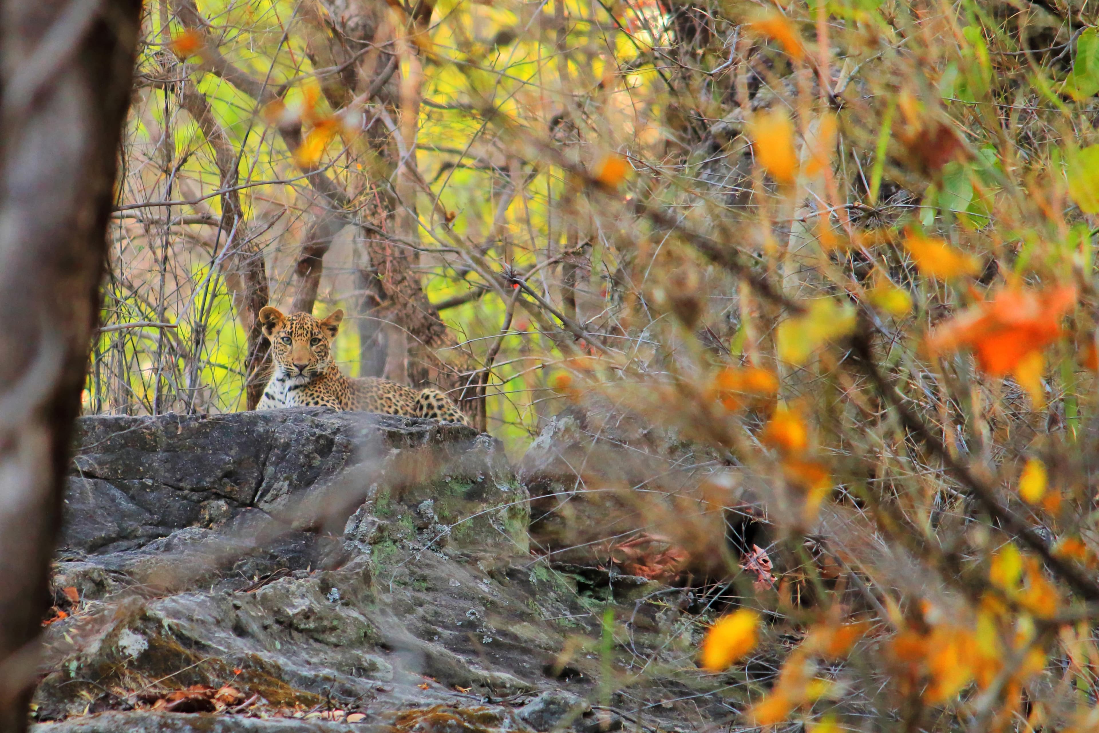 Bandhavgarh National Park (Madhya Pradesh)