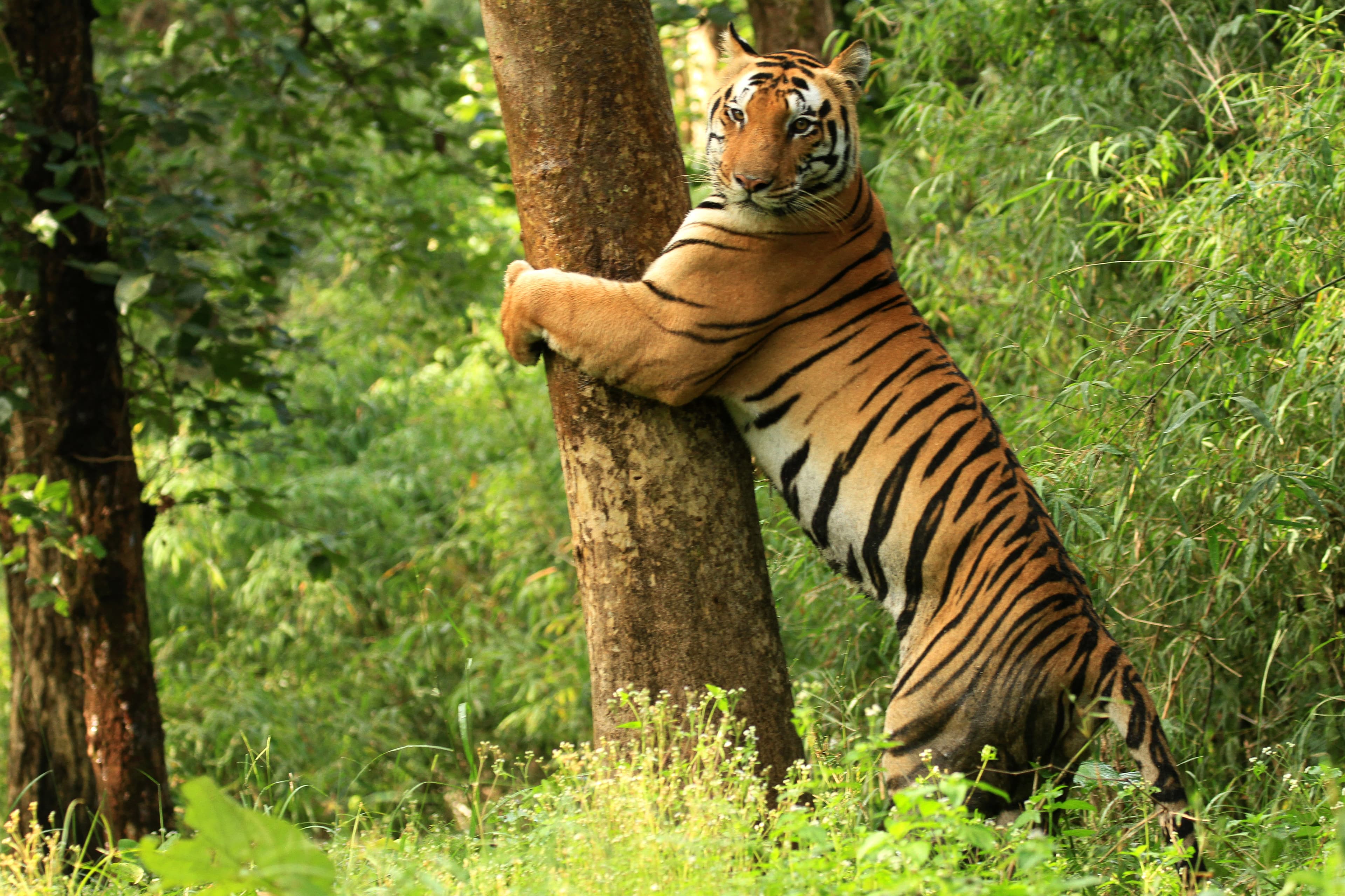 Kanha National Park (Madhya Pradesh)