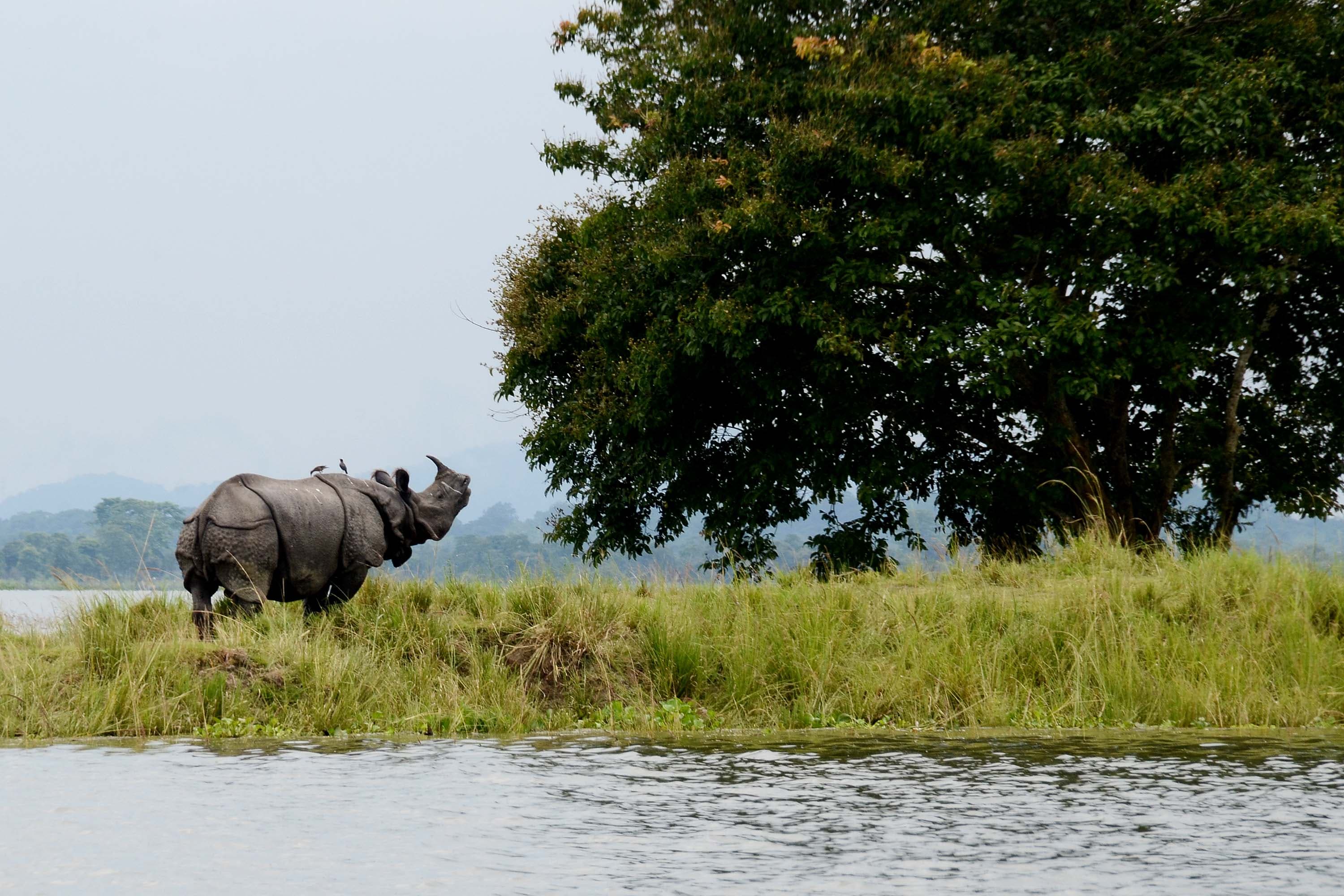 Kaziranga National Park (Assam)