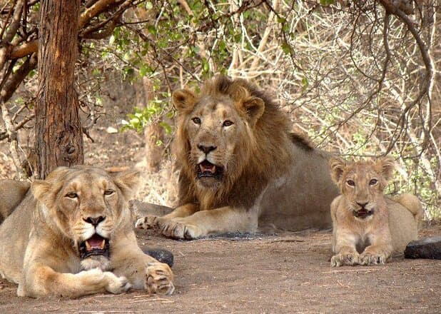 Gir National Park (Gujarat)