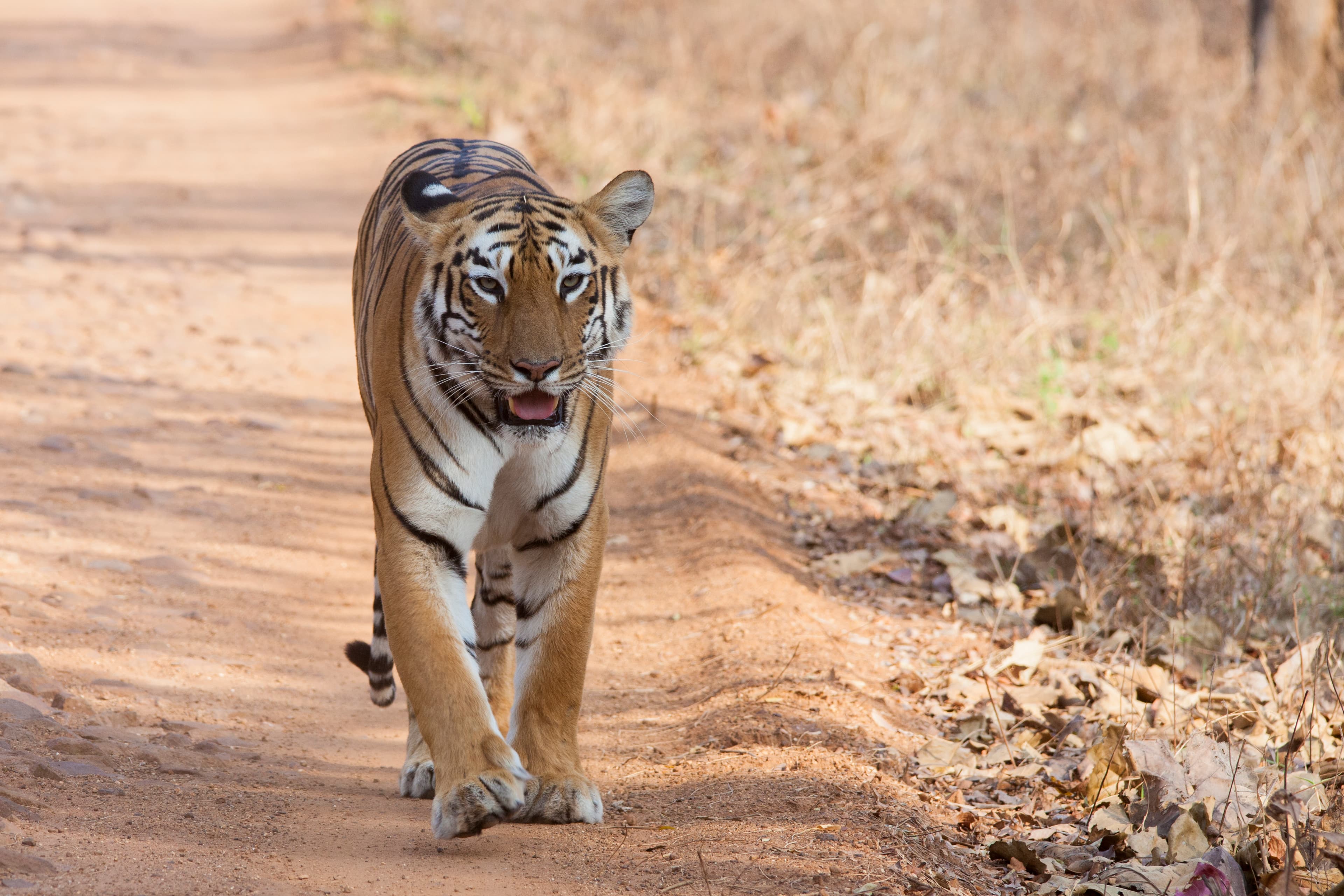 Tadoba-Andhari Tiger Reserve (Maharashtra)