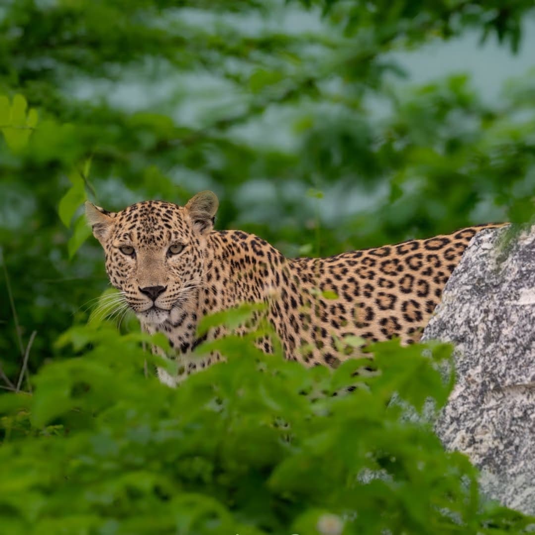 Jawai leopard safari - luxury wildlife camp and leopard sightings in Rajasthan