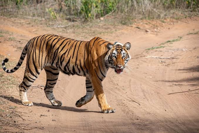 Sariska Tiger Reserve - wildlife safari in Aravalli hills near Alwar Rajasthan